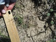Tumblegrass thumbnail 2