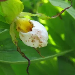 small white lady's-slipper thumbnail 1