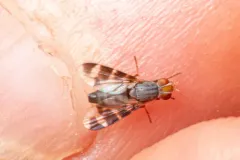 Herina ruficeps thumbnail 2