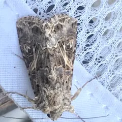 Western Yellow-striped Armyworm Moth thumbnail 3