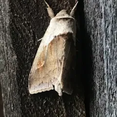 Cattail Borer Moth thumbnail 2
