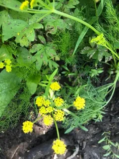 Wasatch desertparsley thumbnail 2
