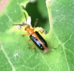 Phyllobrotica limbata thumbnail 3