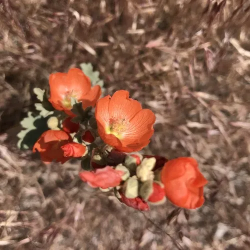 Munro's Globemallow