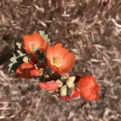 Munro's Globemallow thumbnail 1