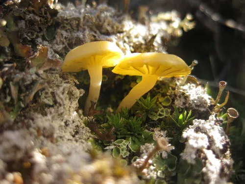 Arctic Mushroom Scales Lichen