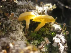 Arctic Mushroom Scales Lichen thumbnail 1