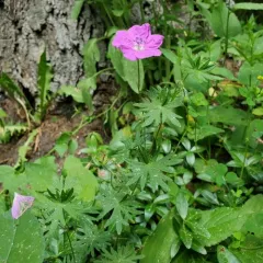 Bloody Crane's-bill thumbnail 3