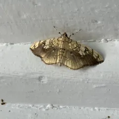 Basswood Leafroller Moth thumbnail 3