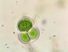 Chroococcus turgidus thumbnail 2