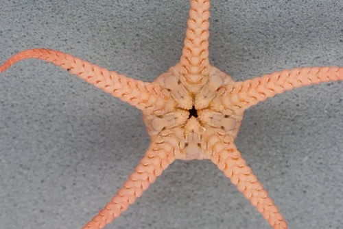 Stegophiura nodosa