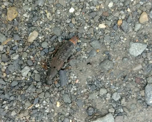 Mystic Rove Beetle