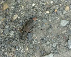 Mystic Rove Beetle thumbnail 1