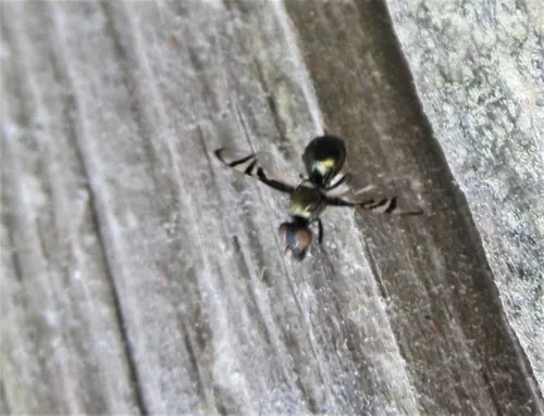 Rivellia variabilis
