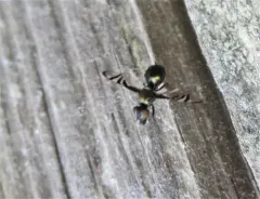 Rivellia variabilis thumbnail 1