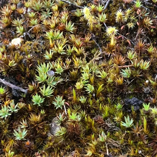 Urn Hair Moss