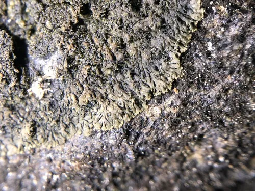 Scaly Ink Lichen