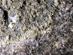 Scaly Ink Lichen thumbnail 1