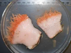 Rough-skinned Sea Anemone thumbnail 4