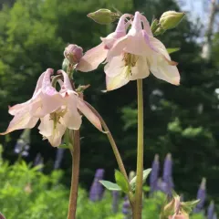 common columbine thumbnail 4