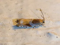 Raspberry Leaffolder Moth thumbnail 2