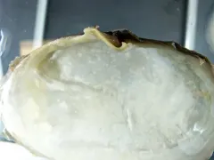 False softshell thumbnail 2