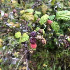 whitebark raspberry thumbnail 4