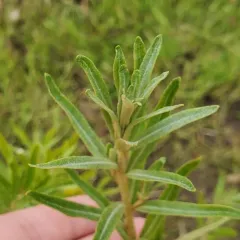 Sea-buckthorn thumbnail 3