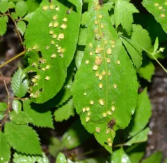 Phylloxera caryaefallax thumbnail 2