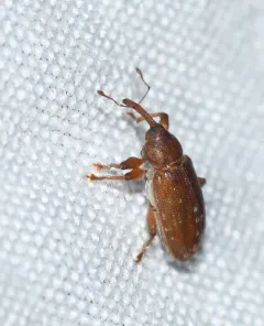 Frost's Aspen Weevil thumbnail 4