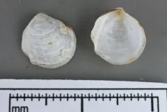 Common Furrow-shell thumbnail 2