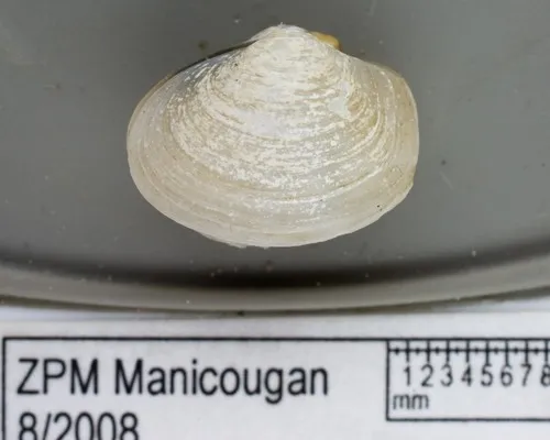 Thracia myopsis