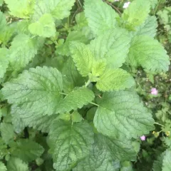 lemon balm thumbnail 3