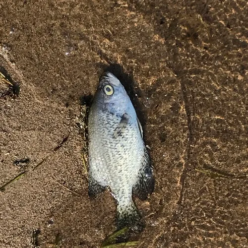 Black Crappie