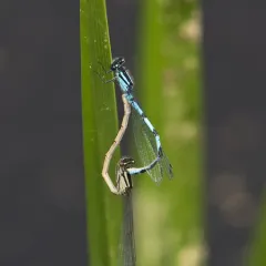 New England Bluet thumbnail 3