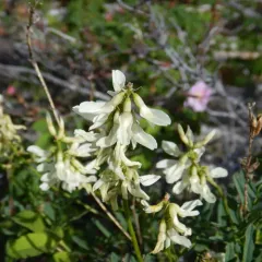 Williams' Milkvetch thumbnail 2