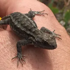 Western Fence Lizard thumbnail 3