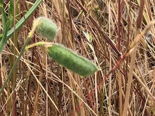 Hairy Vetchling