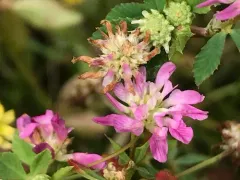 Reversed clover thumbnail 2
