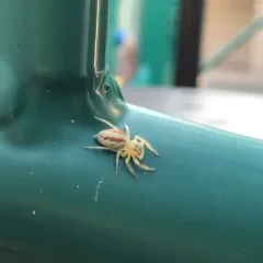 Dimorphic Jumping Spider thumbnail 1