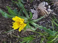 Black Hairy False-dandelion thumbnail 2