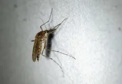 Woodland snowmelt mosquito thumbnail 4
