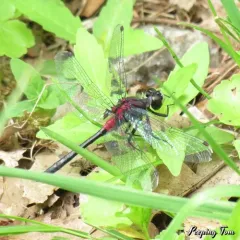 Crimson-ringed Whiteface thumbnail 3
