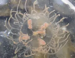 Orange-striped Jellyfish thumbnail 1