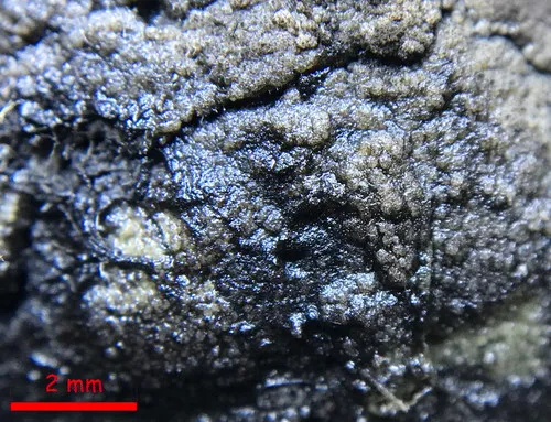 Ascodesmis sphaerospora