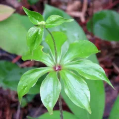 Cucumber Root thumbnail 2