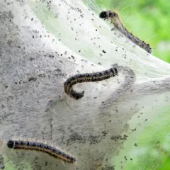 Eastern Tent Caterpillar Moth thumbnail 3