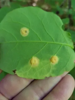 Puccinia hydnoidea thumbnail 3