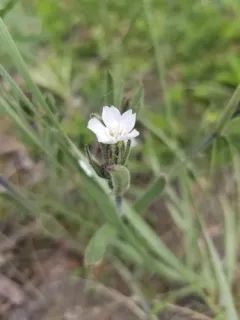 Taimyr Catchfly thumbnail 4