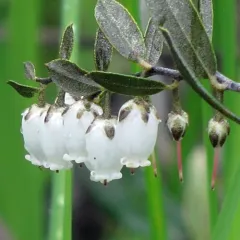 leatherleaf thumbnail 3